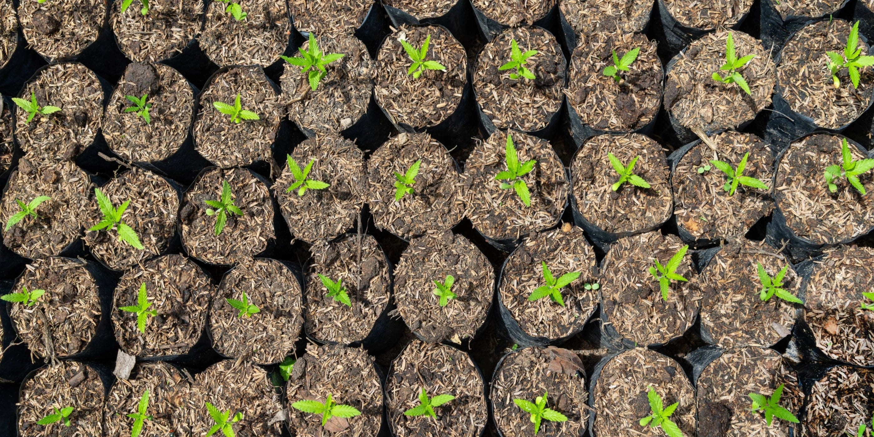 Bonata CBD flower indoor grown hemp