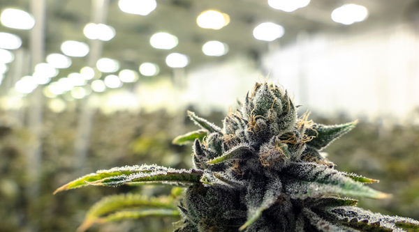 Bonata indoor grown CBD flower and delta 8 CBD flower
